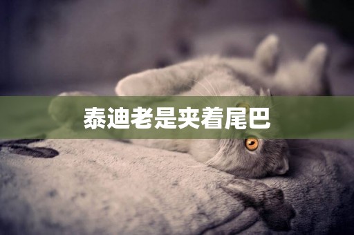 泰迪老是夾著尾巴