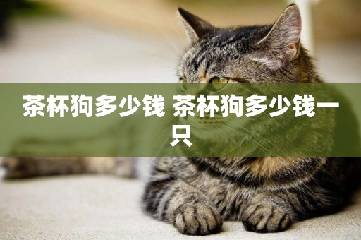 茶杯狗多少錢 茶杯狗多少錢一只
