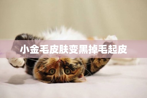 小金毛皮膚變黑掉毛起皮