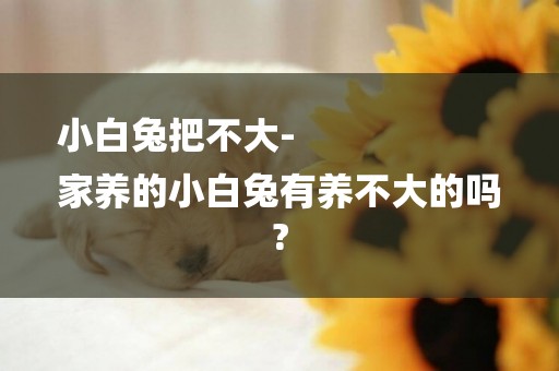 小白兔把不大-
家養的小白兔有養不大的嗎?