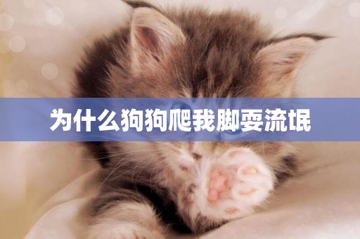 為什么狗狗爬我腳耍流氓