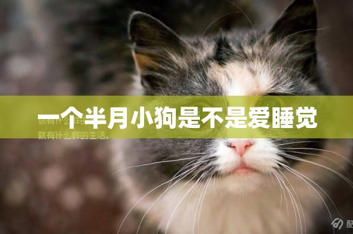 一個半月小狗是不是愛睡覺