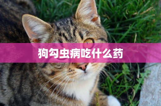 狗勾蟲病吃什么藥