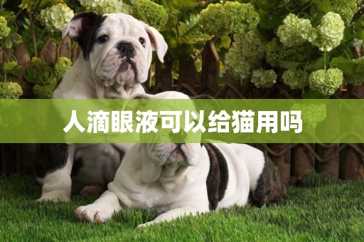 人滴眼液可以給貓用嗎