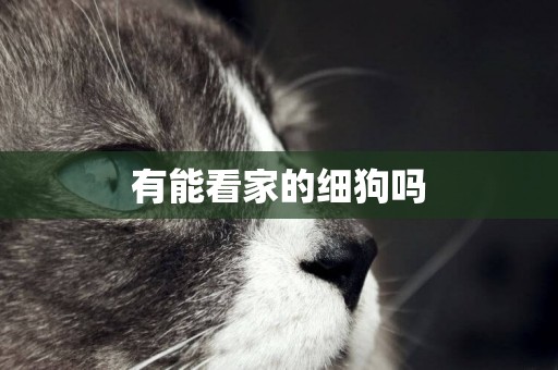 有能看家的細狗嗎