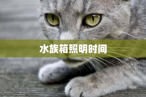 水族箱照明時間