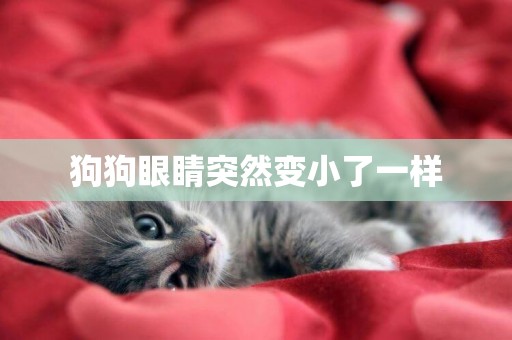 狗狗眼睛突然變小了一樣