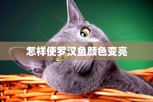 怎樣使羅漢魚顏色變亮