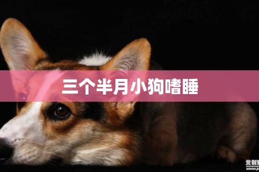 三個半月小狗嗜睡