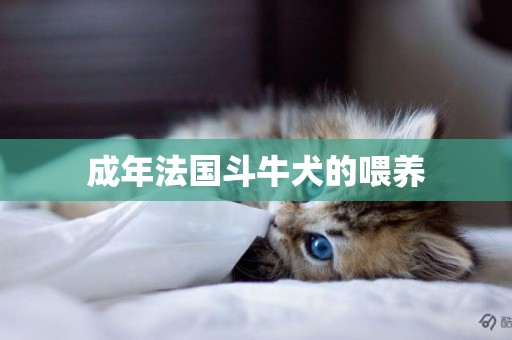 成年法國斗牛犬的喂養