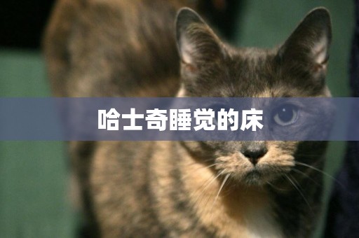 哈士奇睡覺的床