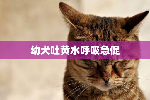 幼犬吐黃水呼吸急促