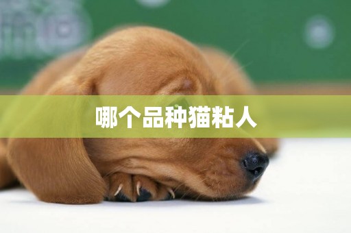 哪個品種貓粘人