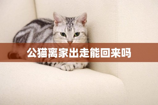 公貓離家出走能回來嗎