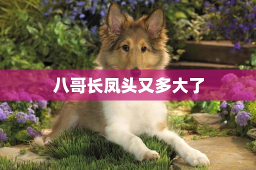 八哥長鳳頭又多大了