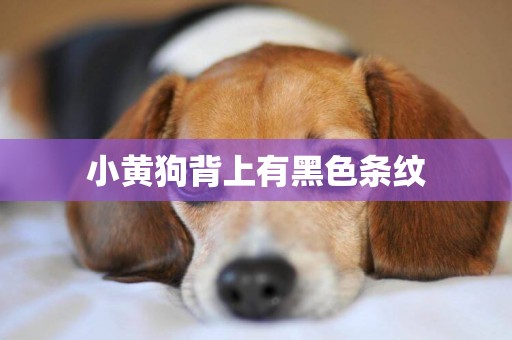 小黃狗背上有黑色條紋