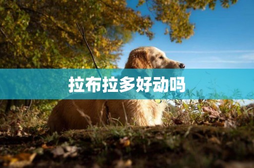 拉布拉多好動嗎