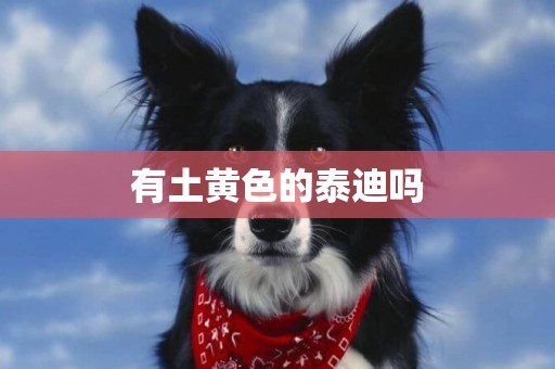 有土黃色的泰迪嗎