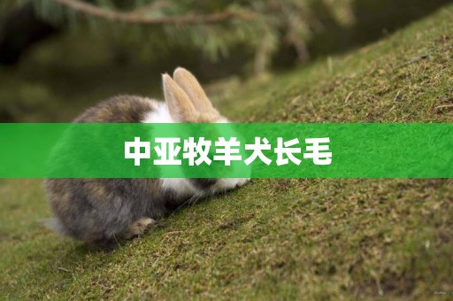 中亞牧羊犬長毛