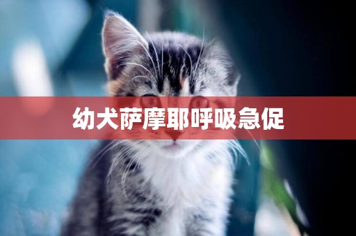 幼犬薩摩耶呼吸急促