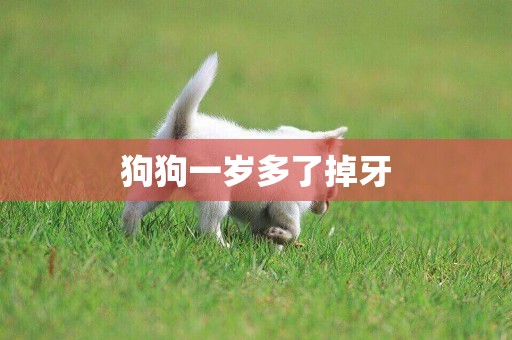 狗狗一歲多了掉牙