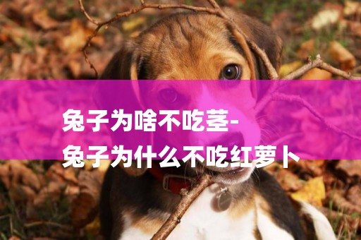 兔子為啥不吃莖-
兔子為什么不吃紅蘿卜