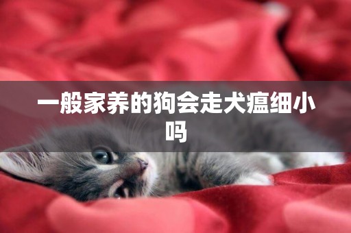一般家養的狗會走犬瘟細小嗎