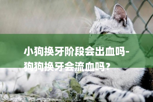 小狗換牙階段會出血嗎-
狗狗換牙會流血嗎？