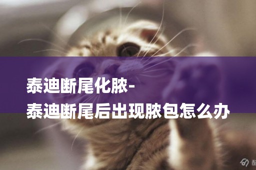泰迪斷尾化膿-
泰迪斷尾后出現膿包怎么辦