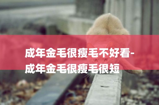 成年金毛很瘦毛不好看-
成年金毛很瘦毛很短