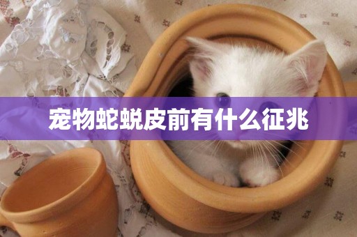 寵物蛇蛻皮前有什么征兆