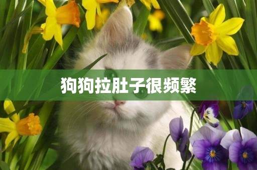 狗狗拉肚子很頻繁
