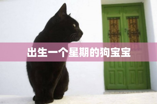 出生一個星期的狗寶寶