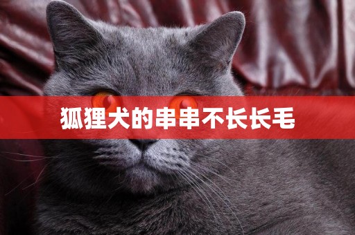狐貍犬的串串不長長毛