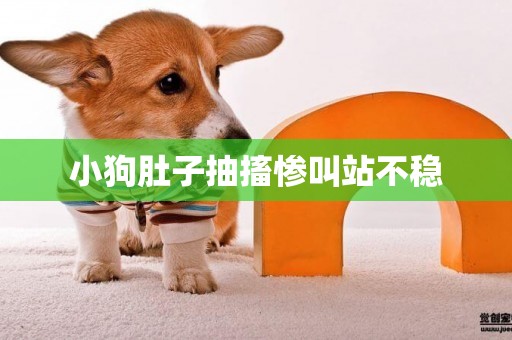 小狗肚子抽搐慘叫站不穩