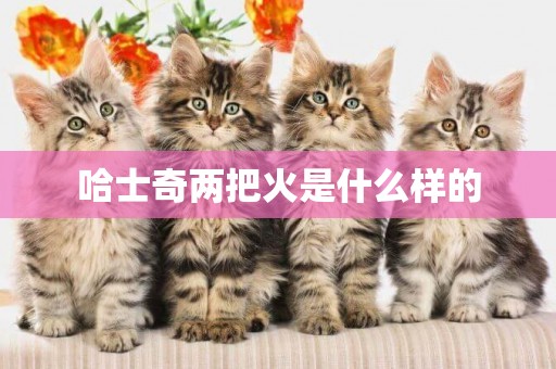 哈士奇兩把火是什么樣的