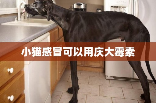 小貓感冒可以用慶大霉素
