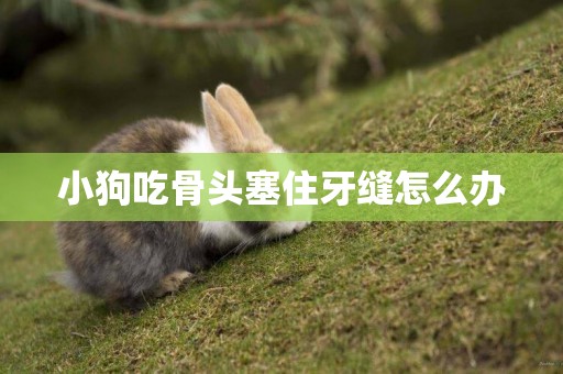 小狗吃骨頭塞住牙縫怎么辦