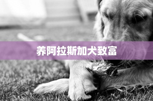 養阿拉斯加犬致富