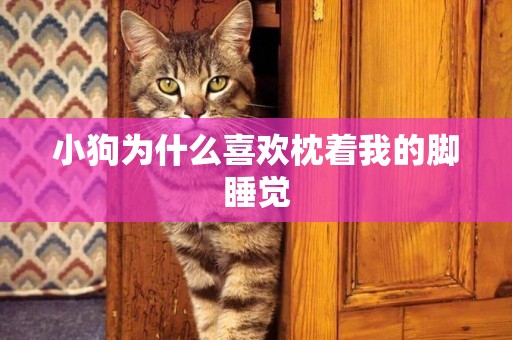 小狗為什么喜歡枕著我的腳睡覺