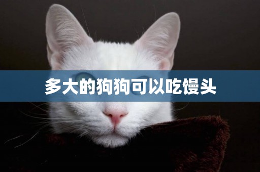 多大的狗狗可以吃饅頭