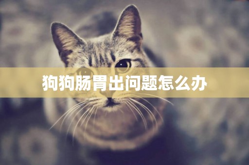 狗狗腸胃出問題怎么辦