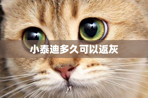 小泰迪多久可以返灰