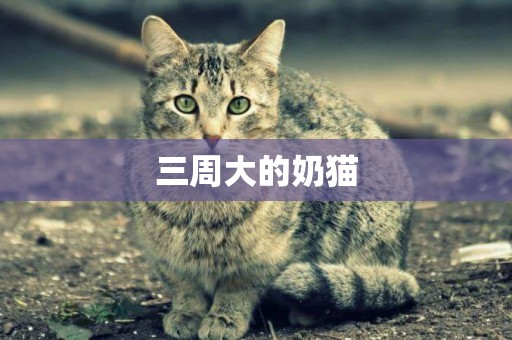 三周大的奶貓