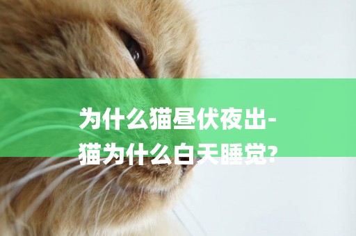 為什么貓晝伏夜出-
貓為什么白天睡覺?