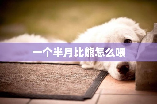 一個半月比熊怎么喂