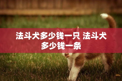 法斗犬多少錢一只 法斗犬多少錢一條