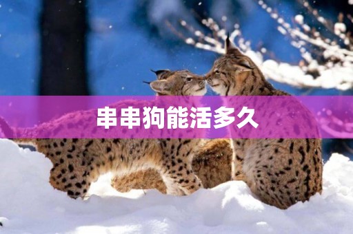 串串狗能活多久