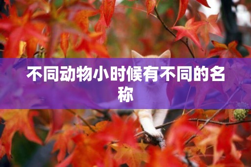 不同動物小時候有不同的名稱