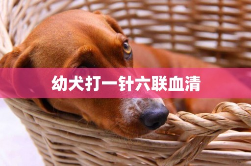 幼犬打一針六聯血清
